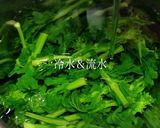 菜の花のおひたしと菜の花のからし和え作り方8写真