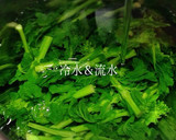 菜の花のおひたしと菜の花のからし和え作り方8写真