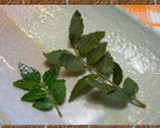 木の芽（山椒）が香るおにぎり（・ｗ・）ゞ作り方1写真