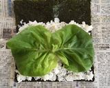 恵方巻き作り方3写真