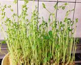 簡単☆旬のかつおdeカルパッチョ作り方3写真