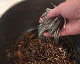 いかなごのくぎ煮作り方3写真