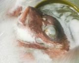 『鯛のお頭の赤だし』作り方3写真
