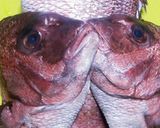 『鯛のお頭の赤だし』作り方1写真