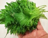 ✽大葉の保存☆２週間でもイキイキ作り方1写真