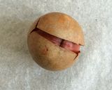 アボカドの種のロースト作り方1写真