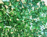 よもぎ白玉作り方1写真