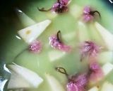 ほんのり桜~ふんわり玄米茶の炊き込みご飯作り方4写真