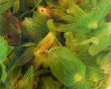 ふきのとうの下処理作り方6写真