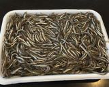 魚臭いのが苦手な夫が作るいかなごのくぎ煮作り方3写真
