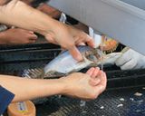 ふなずし作り方8写真