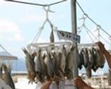ふなずし作り方12写真