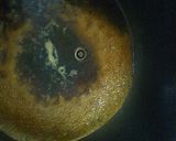 くぎ煮作り方4写真