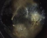 つくしの天麩羅作り方3写真