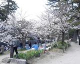 花見弁当作り方14写真