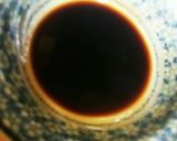 簡単！旬のニシンDEたれだく蒲焼丼♪作り方4写真