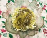 簡単弁当に☆キャベツと沢庵和えただけ～作り方5写真