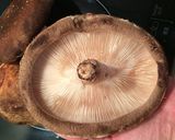 簡単！ズボラ？椎茸丸ごとホイル焼き♪作り方5写真