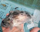 ガブ（クロソイ）の煮付け作り方1写真