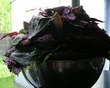 梅干し作り方7写真