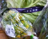 白菜の花のおひたし作り方1写真