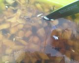 食s' 昆布ときのこの煮こごり作り方5写真