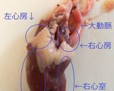 鶏ハツの下ごしらえ作り方2写真