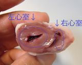 鶏ハツの下ごしらえ作り方7写真