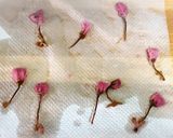 桜あんぱん作り方5写真