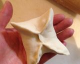 簡単!綺麗!フライパンで肉まん作り方7写真