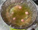 桜と抹茶入り・サイダーの春寒天作り方7写真