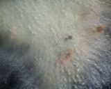 いわしミンチの豆腐揚げ作り方6写真