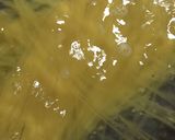 新玉ねぎの和風パスタ作り方2写真