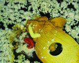 作り置き＊鶏ミンチのおかずニラ肉味噌作り方4写真