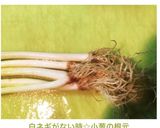 白ネギがない時☆小葱の根元作り方5写真