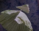 ロールキャベツ(楊枝不要)♪作り方1写真