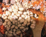 簡単♪なつかしの給食の味♪ひじきの煮物♪作り方6写真
