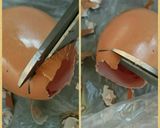 卵の殻のなめらかプリン作り方3写真