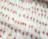ソメイヨシノで…桜の塩漬け作り方8写真