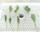 食品乾燥機でドライハーブの作り方｜セージ作り方2写真