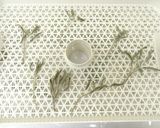 食品乾燥機でドライハーブの作り方｜セージ作り方3写真