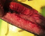 私的☆きつい時の邪道な三枚下ろし作り方5写真