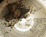 私的☆きつい時の邪道な三枚下ろし作り方21写真