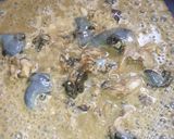 あ～幸せ！鮑ご飯と鮑バターソテー作り方8写真