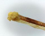 ディップして食べるスティックアップルパイ作り方16写真