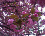 桜の花で♡簡単桜の塩漬け作り方1写真