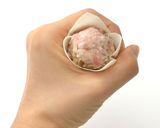 基本の焼売作り方8写真
