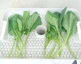 野菜乾燥機でケールを乾燥作り方2写真