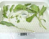 野菜乾燥機でケールを乾燥作り方3写真