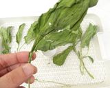 野菜乾燥機でケールを乾燥作り方4写真